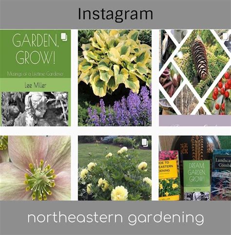 A Guide To Northeastern Gardening Deer Resistant Plants In The