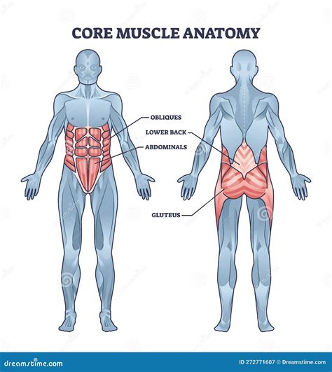 Core Muscle Anatomy With Obliques Abdominals And Gluteus Outline