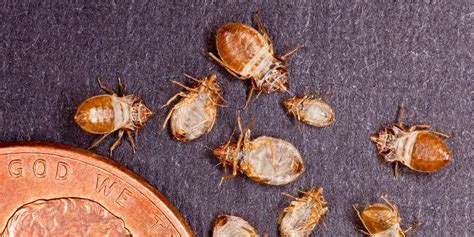 Mistakes People Make When Getting Rid Of Bed Bugs