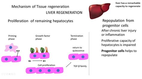 Tissue Repair General Concepts And Mechanism Of Regeneration Pathology