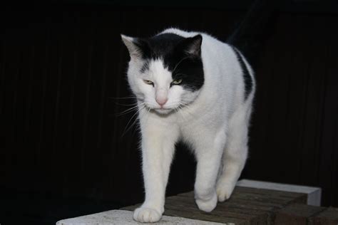 A Black And White Cat Walking On Top Of Bricks