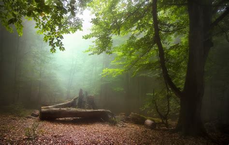 A Stunning Collection That Will Make You Want To Photograph A Forest