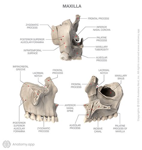Maxilla Encyclopedia Anatomyapp Learn Anatomy 3d Models