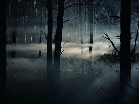 Premium Photo Foggy And Dark Woods At Night Mystery Forest Magical