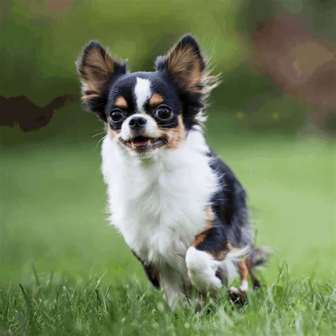 Perro De Raza Chihuahua [ Carácter Características Y Cuidados ]