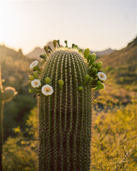 This Is A Gorgeous Desert Print Of A Blooming Saguaro Cactus With A