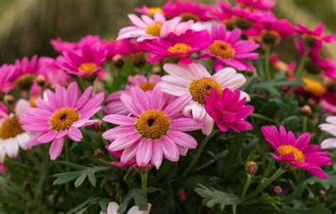 La simbologia dei fiori ha sempre rivestito una fondamentale importanza nel modo di comunicare tra le persone. Margherita africana: varietà e come coltivarla | Margherite, Fotografia di fiori, Fiori