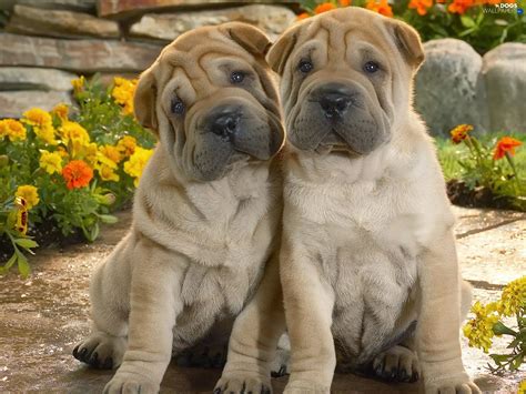 Shar Pei Puppies Dogs Wallpapers 1600x1200