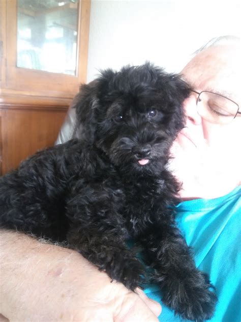 F1b labradoodle puppy for sale! Schnoodle Puppies For Sale | Clermont, FL #306521