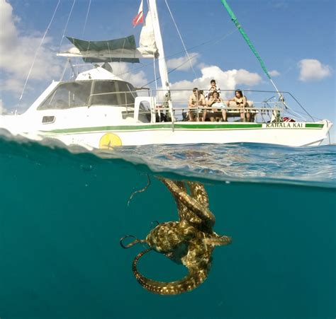 Todays Awesome Snorkel Tour Oahu Catamarans