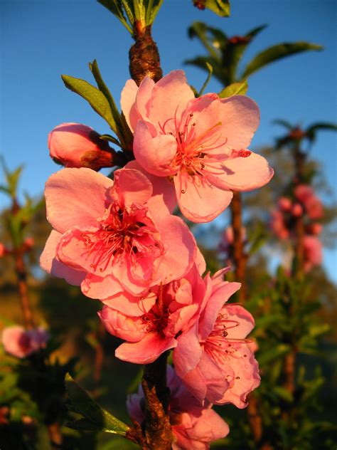 Best Flowering Fruit Trees Prunus Flowering Peach Low Chill Tree