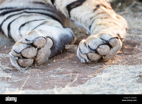 White Asian Bengal Tiger Panthera Tigris Tigris Hindlegs Paws