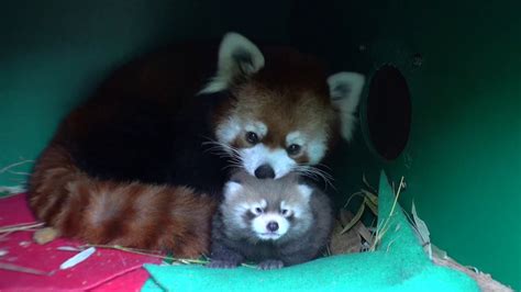 Fluffy Red Panda Cub Opens Eyes Youtube