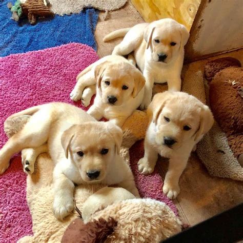 Le golden retriever est l'une des races les plus populaires au monde tant il respire une attitude joviale et amicale. golden retriever puppies available for free adoption ...
