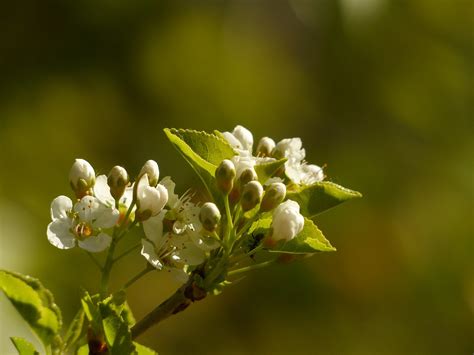 Apple Blossom Branch Blossoms Free Photo On Pixabay Pixabay