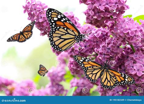 Amazing Monarch Butterflies In Lilac Garden Stock Image Image Of