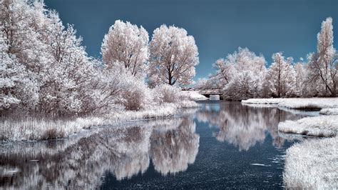 Ice Lake Frozen Trees 4k Winter Wallpapers Trees Wallpapers Snow