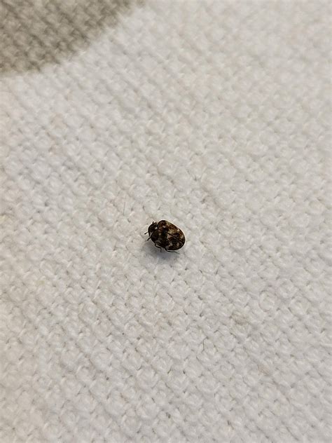 Bug Identification What Is This Very Small Bug With Brown And Tan