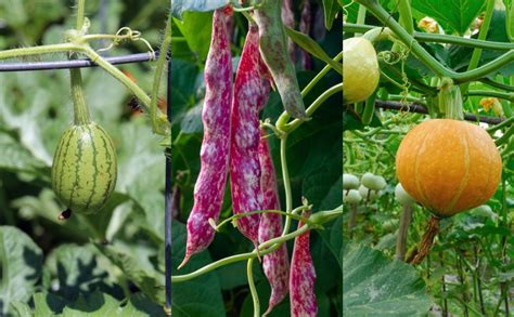 10 Fruits And Veggies To Grow Vertically For Epic Yields In Tiny Spaces