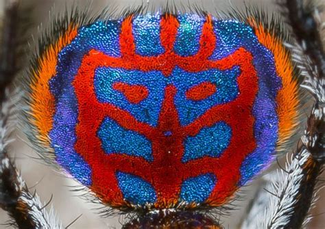 These Vibrant Jumping Spiders See Rainbows And Woo In Color