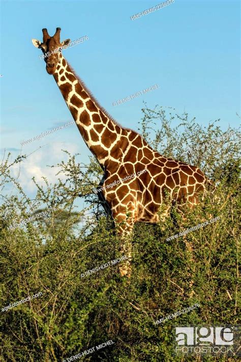 Kenya Meru National Park Reticulated Giraffe Giraffa Camelopardalis