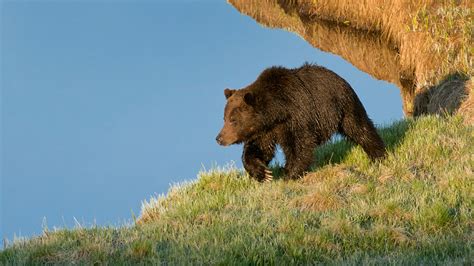 A Federal Judge Has Saved Yellowstone Grizzly Bears From Hunting Men