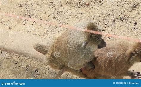 Baboons Having Sex Stock Footage Video Of Humor Primate 36242322
