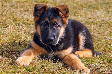 Meet The German Shepherd Dog