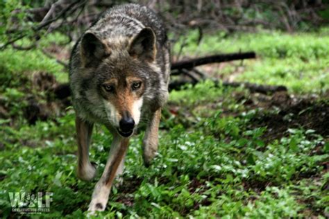 Court Settlement Provides Hope For Mexican Gray Wolves Wolf