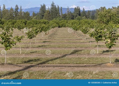 Recently Planted Hazelnut Filbert Orchard Stock Image Image Of Green