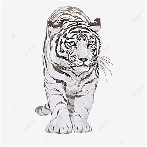 Gambar Elemen Ilustrasi Harimau Putih Yang Dilukis Dengan Tangan Ganas
