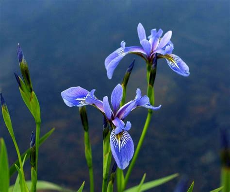 Iris Flower Wallpapers Top Free Iris Flower Backgrounds Wallpaperaccess
