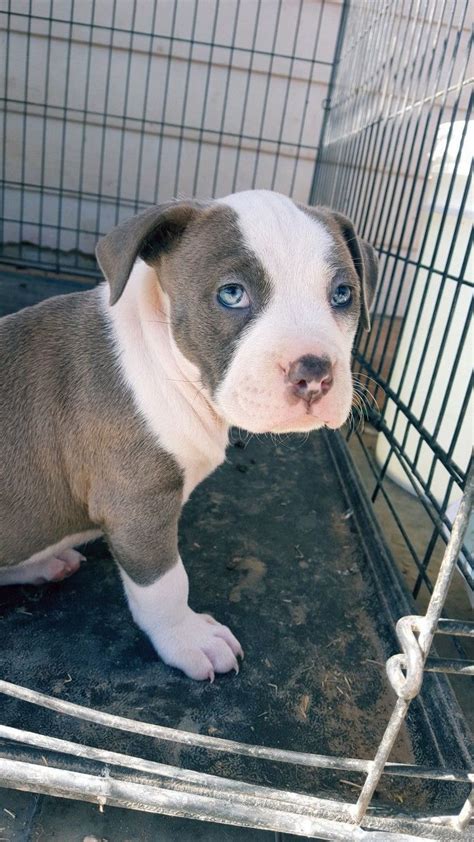 Best pitbull puppies with a healthy body and balanced temperament. Pitbull Mix Puppies For Sale In Michigan | Top Dog Information