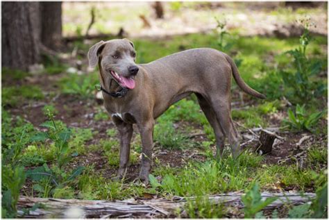 Blue Lacy My Dog Breeders Part 31