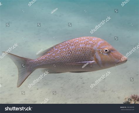Spangled Emperor Fish Lethrinus Nebulosus Sea Stock Photo 239109745