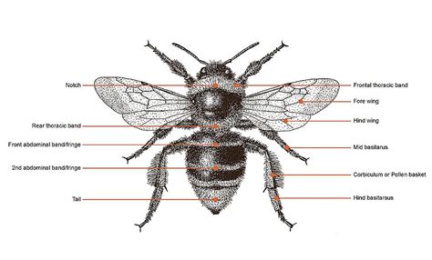 Illustration Of Queenworker Short Haired Bumblebee Image Geoff Allen