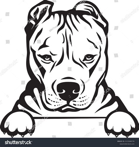 Pitbull Peeking Dog Vector Image Angry Stock Vector Royalty Free