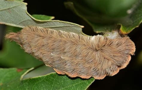 How To Get Rid Of Asp Caterpillar