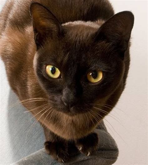 123 Best Images About 54 Chocolate Cats Dark Brown Cats