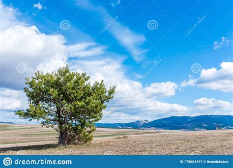 Single Pine Tree At Lifeless Meadow At Springtime Stock Image Image