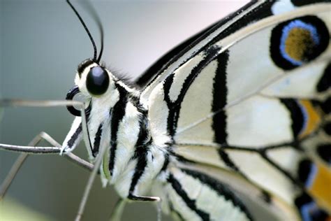 Looks A Little Scary But I Do Like The Wings Scary Wings Papillon