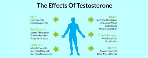 Testosterone And Erectile Dysfunction Understanding The Connection To Improve Your Sex Life