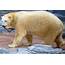 First Tropical Polar Bear Dies Aged 27 In Singapore Zoo