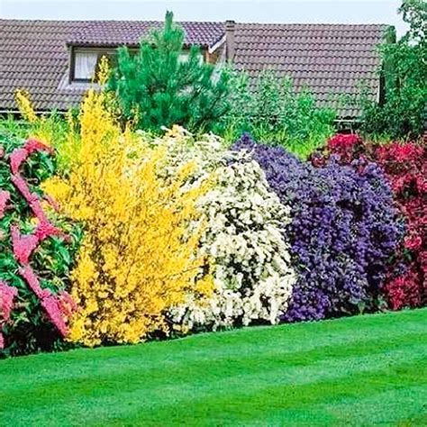 Mixed Shrub Plants Colourful Hardy Outdoor Garden Pots Borders 5