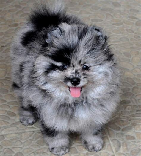 But before you do that, read some tips on how to choose a good and responsible breeder. Pomeranian Puppies For Sale COLORADO SPRINGS COLORADO Pets ...