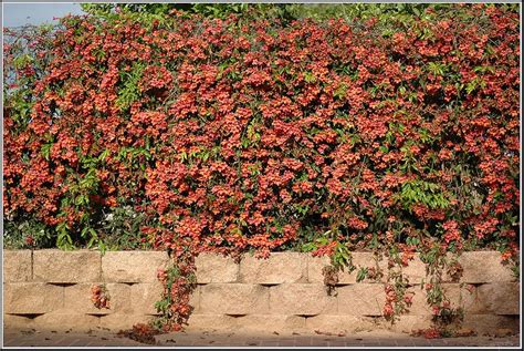 Sometimes trellis vines are used improperly. Hardy Perennial Vines: Fast-Growing Perennial Vines For ...