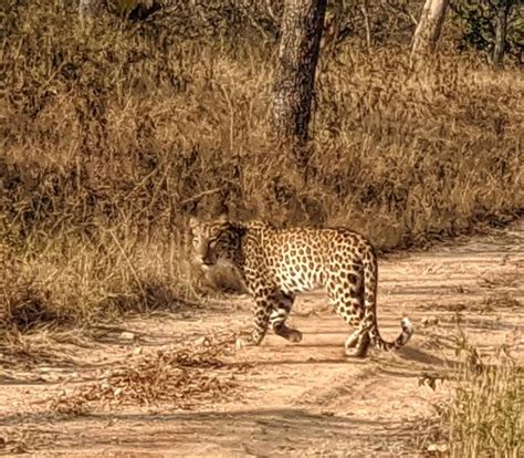 Bandipur National Park And Tiger Reserve 2020 What To Know Before You Go With Photos