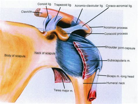 Scapula Clavicle Conoid Ligament Trapezoid Ligament Open I