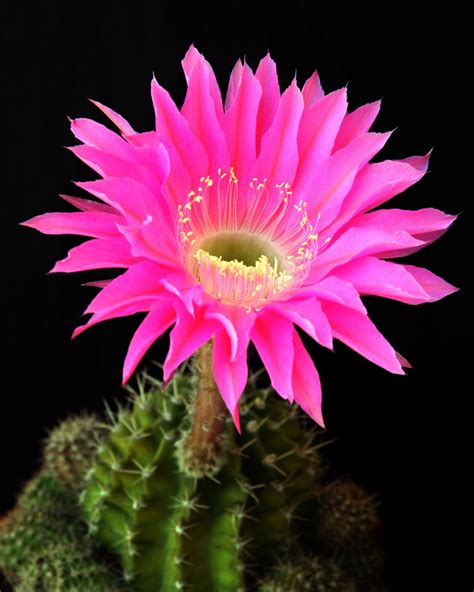 Check spelling or type a new query. Cactus Flower Wallpaper | Blogging Tips, Social Media Tips,SEO Tips,Pakistani Drama,Funny ...