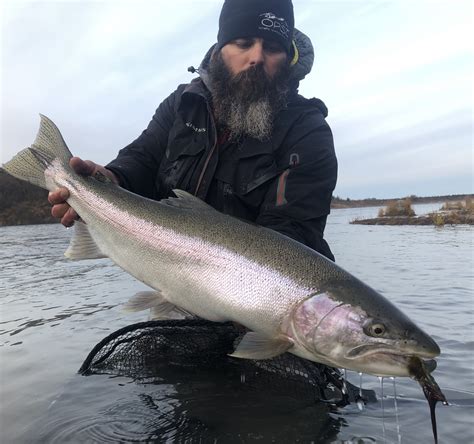 Trout Fishing in 2019 Was Outstanding! – Naknek River Camp